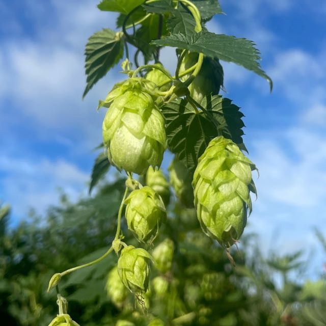 Ingredienten - Hop